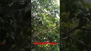 Santol Fruits in the Tree silangcavite nature [upl. by Dnomad]