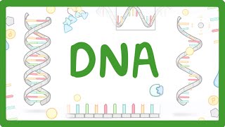 GCSE Biology  What is DNA Structure and Function of DNA 65 [upl. by Ttnerb451]