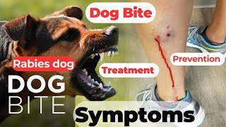 dog bite  rabies dog  rabies dog symptoms  dog bite treatment  rabies dog video  rabies [upl. by Fridell810]