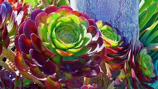 5 Things You Didnt Know About Succulents  Aeonium Arboreum Atropurpureum [upl. by Adiuqram]