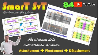 84Les 3 phases de la contraction du sarcomère [upl. by Eimyaj]