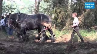 Debardage à cheval en forêt de ParignélÉvêque [upl. by Harlan]