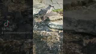 Herring gulls at largs beach pt2 [upl. by Ecile]