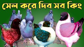 Sustainable Agriculture Birds Aviary King Pigeon Price  Nicobar Pigeon Price সেল করা হবে কিং কবুতর [upl. by Mendel]