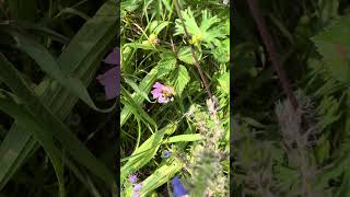 Adorable BuffTailed Bumblebee Collecting Nectar from Musk Mallow Flower 🐝 [upl. by Seabury]