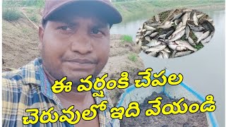 Fish Farming Tips In Telugu  Gk Babu Btech Fish Farmer  Fish Farming  Rohu Catla Fish  Fish [upl. by Annez837]