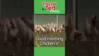 Good Morning Chickens  Tractor Ted Shorts  Tractor Ted Official Channel [upl. by Oinotnas]