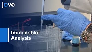 Immunoblot Analysis [upl. by Noramac]