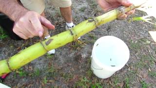 How to Grow Sugar Cane in Your Yard Getting it Started [upl. by Dorena]