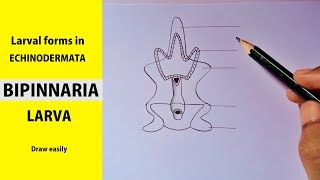 how to draw Bipinnaria larva step by step  Larval forms in ECHINODERMATA  BIPINNARIA LARVA [upl. by Kceb]