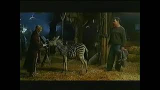 Racing Stripes movie trailer 2 from 2005 [upl. by Ehud]