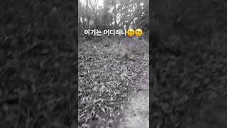 부산 산 산길 무서운 쫄지마 겁쟁이 한국 호월 구독 좋아요 전에 뒷산 올라갔는데 분위기가 후달림 ㅋ아 오늘은 고양이 껴안고자야지 괴담 나올듯한 분위기 [upl. by Neit440]