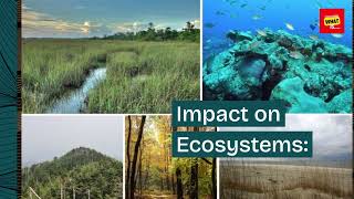 What is the difference between photosynthesis and chemosynthesis [upl. by Eicram]