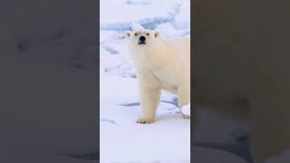 Les ours polaires  trésors de lArctique  PONANT [upl. by Perla356]