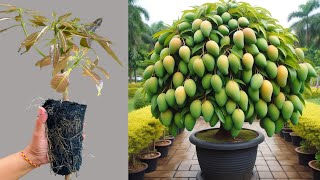 Great Method Way To Transplant Dwarf Mango Tree and get good resultswith Aloe Vera amp Husk ash soil [upl. by Thorlay]