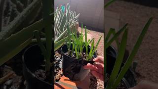 Regrowing green onions in flower pots [upl. by Kerwon]