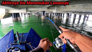 Terbukti Sangat Kuat Kalau Pemancing Dapat ikan ini Pasti Di Buat Kewalahan [upl. by Jehoash]