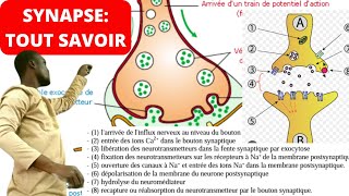 SVTSYNAPSEMécanisme de la transmission de linflux nerveux [upl. by Aimee]