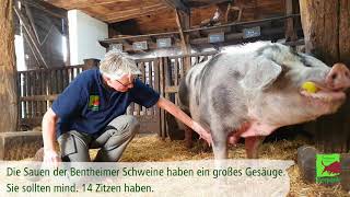 Das Bentheimer Schwein  Erklärt von Dr Heike Weber [upl. by Etem]