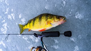 Pontoosuc Lake has JUMBO Perch Pin Hunting EP2 [upl. by Raynata]