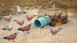 Creative DIY Wild Bird Trap Using Pen Bird To Catch Bird [upl. by Aivato]