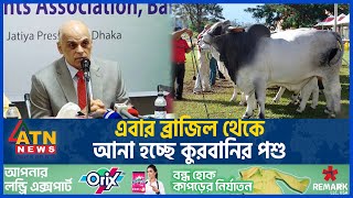 এবার ব্রাজিল থেকে আনা হচ্ছে কুরবানির পশু  Brazilian Cow  Eid alAdha 2024  News Update  ATN News [upl. by Abbie]