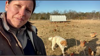 Karakachan Livestock Guardian Dog [upl. by Adnaram]