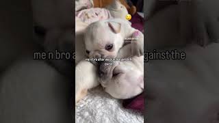 the pibbles are going crazy pibble funny shorts [upl. by Gladi]