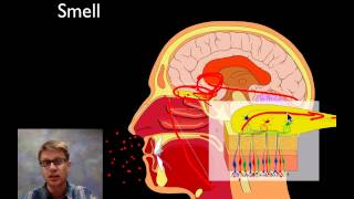 The Sensory System [upl. by Raamaj]