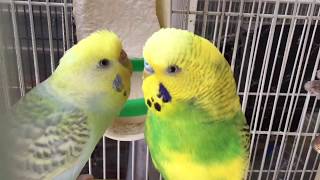 BudgieParakeet Breeding PairВолнистых попугаев [upl. by Ariay]