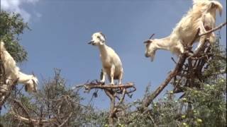 Cabras ficam no topo de árvores para sobreviverem no Marrocos [upl. by Mairym]