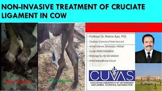 NonInvasive Cruciate ligament Treatment in Cow [upl. by Ailisec993]