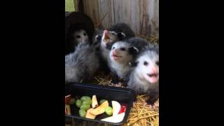 Adorable Baby Opossums Eating Fruit [upl. by Acinnad955]