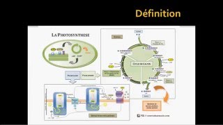 La photosynthèse part 1  généralités [upl. by Pacien970]