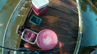 Hengelen in Suriname fishing in Suriname  with live freshwater shrimps in brackish water [upl. by Notxam392]