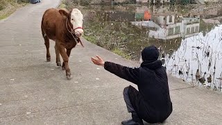 Most Emotional Animal Reunions With Their Loved Ones That Will Melt Your Heart ❤ [upl. by Paulina]