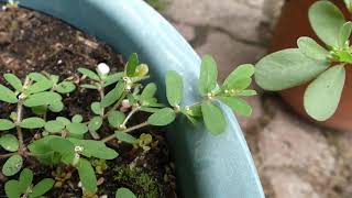 Identifying Purslane and HairyStemmed Spurge [upl. by Aniles]