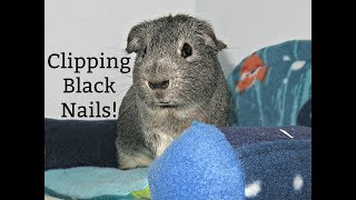 Clipping Black Guinea Pig Nails Live Demo [upl. by Uamak300]