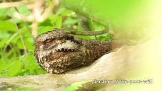 Birding Sights and Sounds of Magee Marsh May 2023 [upl. by Mazel354]