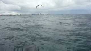 Frigate bird grabbing a fish [upl. by Hax]