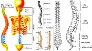 रीड की हड्डी की संरचना व कार्य। structure and function of backbone [upl. by Blus]