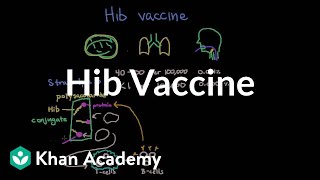 Hib vaccine  Respiratory system diseases  NCLEXRN  Khan Academy [upl. by Mikael]