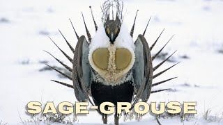 Greater sagegrouse lek [upl. by Berte]