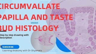 Histology of Circumvallate papillae and taste bud Step by step drawing with description [upl. by Coplin]