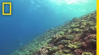 Flint Islands Coral Reefs  National Geographic [upl. by Elwyn]