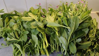 HOW TO PRESERVE WATERLEAF FOR WINTER [upl. by Lacombe690]