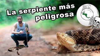 Hablemos de bichos  La serpiente más peligrosa de América Central [upl. by Ainoet]