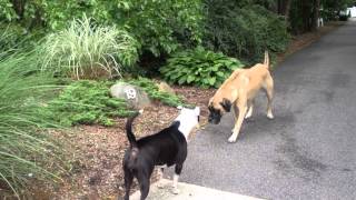 Wolf Vs Pitbull  Trained Pitbull Vs Wolf In a Real Fight [upl. by Buschi]