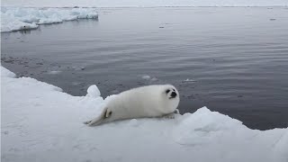 Baby Seal First Swim [upl. by Annahsohs601]