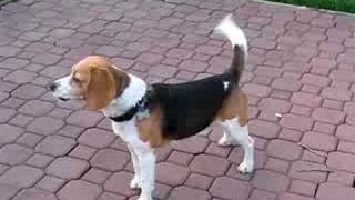 Beagle Howling [upl. by Phoebe]